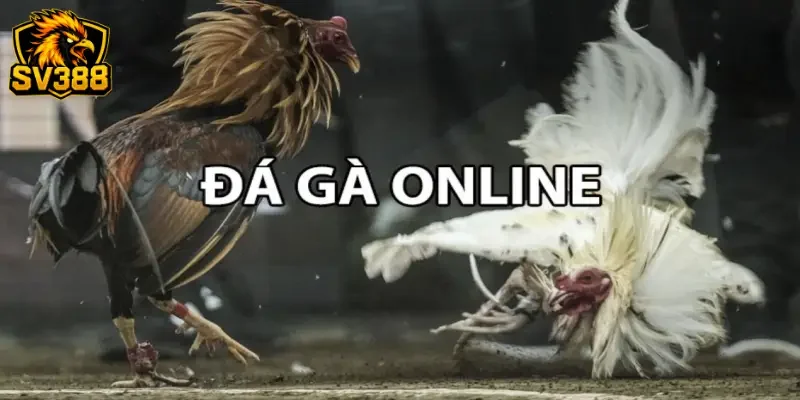 Kèo đá gà Asil SV388 - Tận hưởng đấu trường đỉnh cao 2026