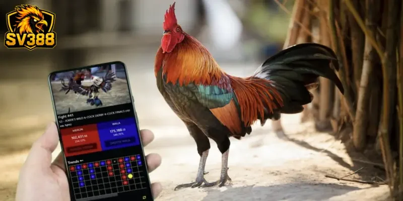 Kèo Hiệp 2 Đá Gà SV388 - Chiến Thuật Đảo Ngược Tình Thế Hay