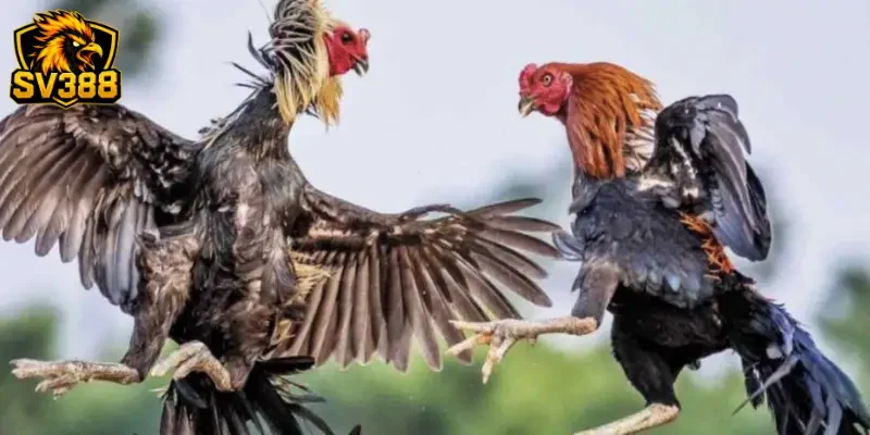 Mẹo đọc vị Kèo trên đá gà SV388 từ các cao thủ lâu năm